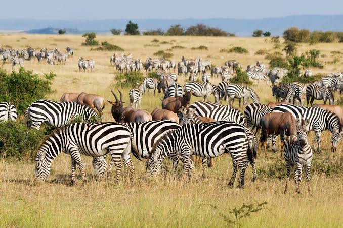 Family Kenya Discovery: An 8-Day Multi-Park Adventure with Wylda Safaris
