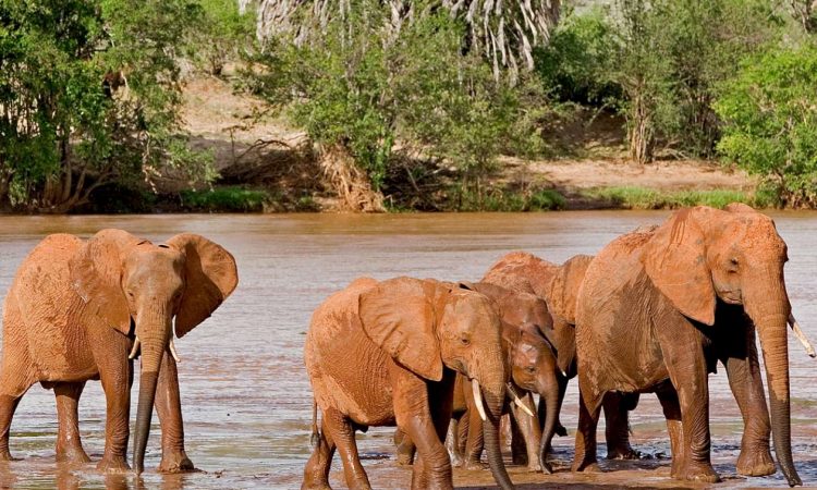 Tsavo