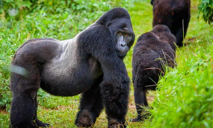 The Ultimate Bwindi Gorilla Adventure: A Journey into Uganda's Wild Heart with Wylda Safaris