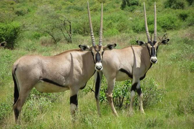 Wylda Safaris Luxury Safari: An 11-Day Ultimate Kenyan Adventure