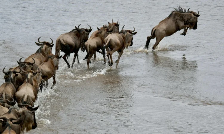Serengeti Migration Magic: A 6-Day Tanzania Safari with Wylda Safaris