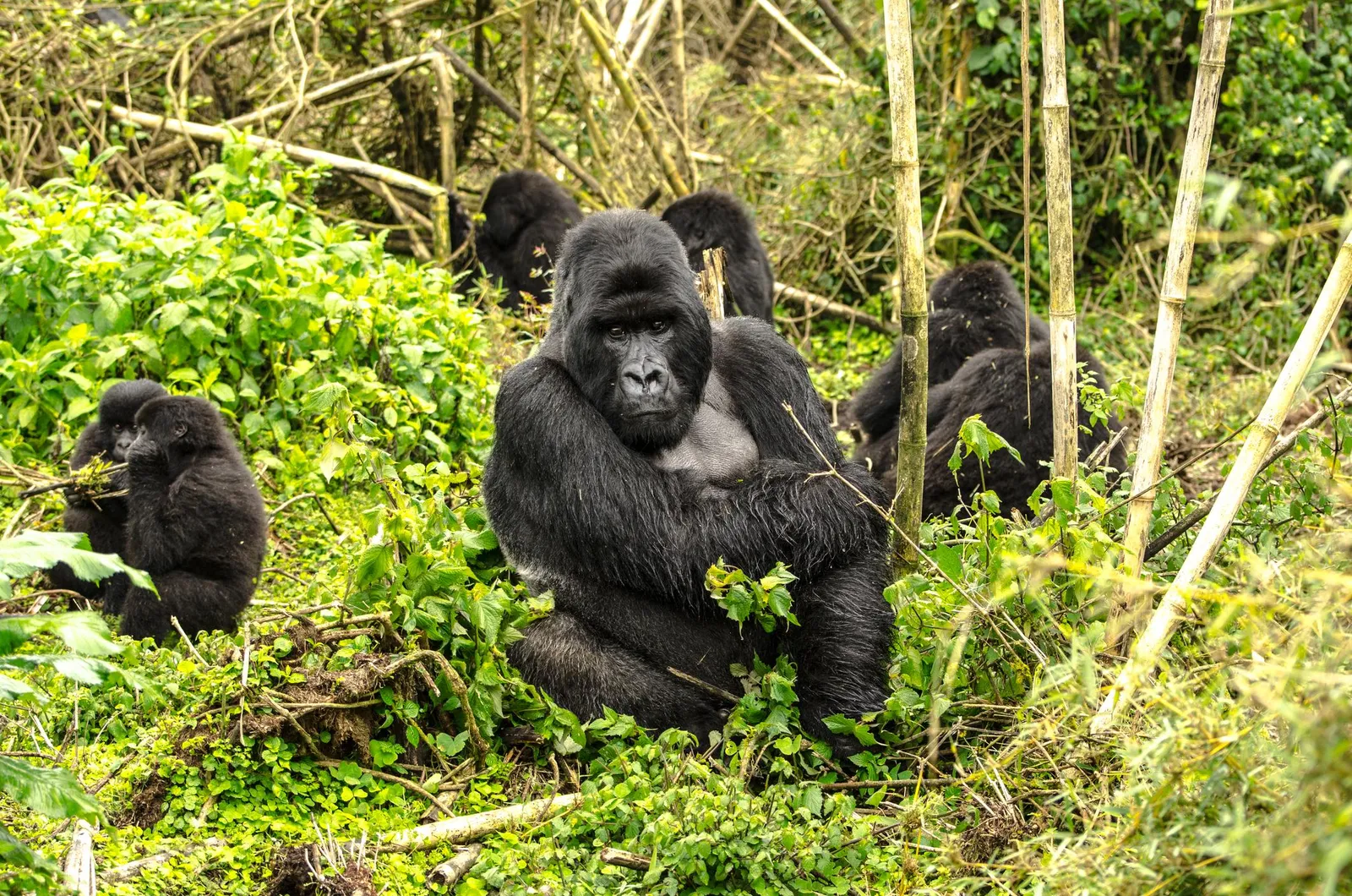 Gorillas for Two: A 5-Day Rwanda Honeymoon Expedition with Wylda Safaris