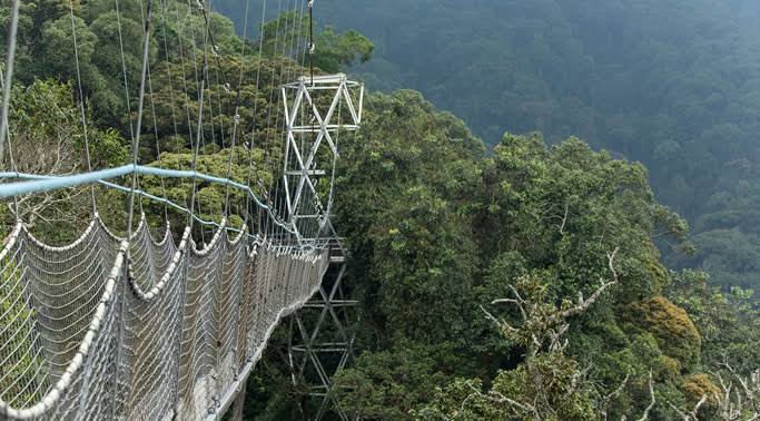 Nyungwe Canopy Adventure: A 3-Day Rainforest Escape with Wylda Safaris