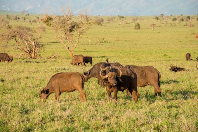 Tsavo Red Earth, Wild Heart: A 4-Day Wilderness Safari with Wylda Safaris