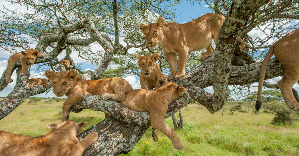 Queen Elizabeth Tree-Climbing Lions: A 4-Day Uganda Safari with Wylda Safaris