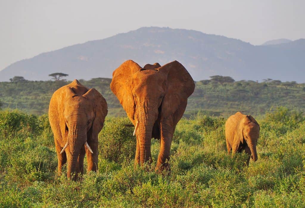 Amboseli Elephants & Maasai Mara — A 6-Day Luxury Combo with Wylda Safaris