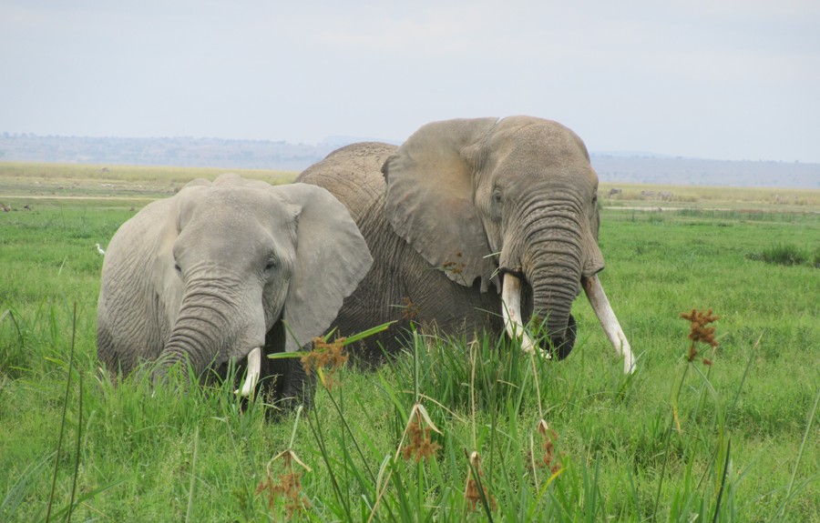 Amboseli, Tsavo & Coast: A 7-Day Kenyan Arc with Wylda Safaris