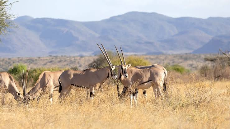 Samburu Living Cultures Safari: A 4-Day Heritage & Wildlife Journey with Wylda Safaris