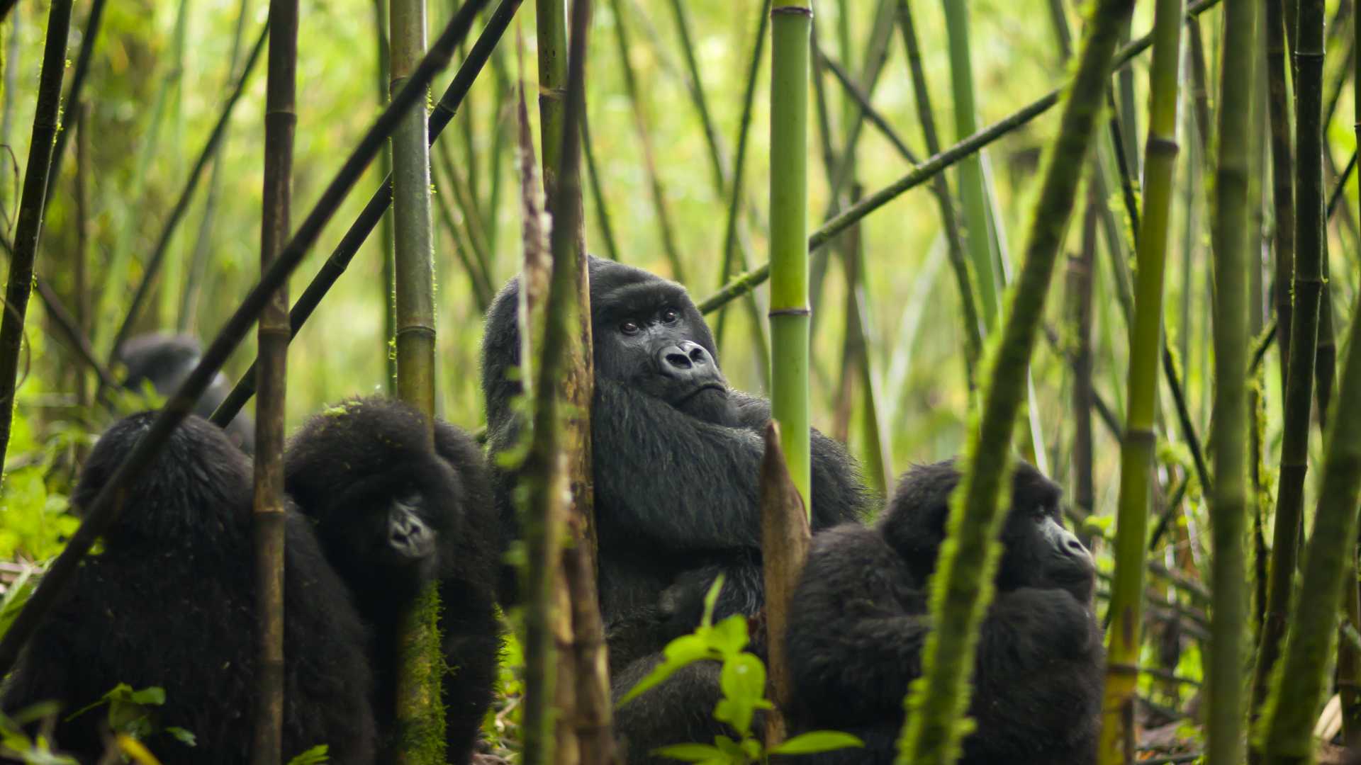 Majestic Gorillas of Rwanda: A 4-Day Luxury Expedition with Wylda Safaris