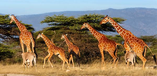 Honeymoon Offer at Amboseli — A 5-Day Romantic Safari with Wylda Safaris