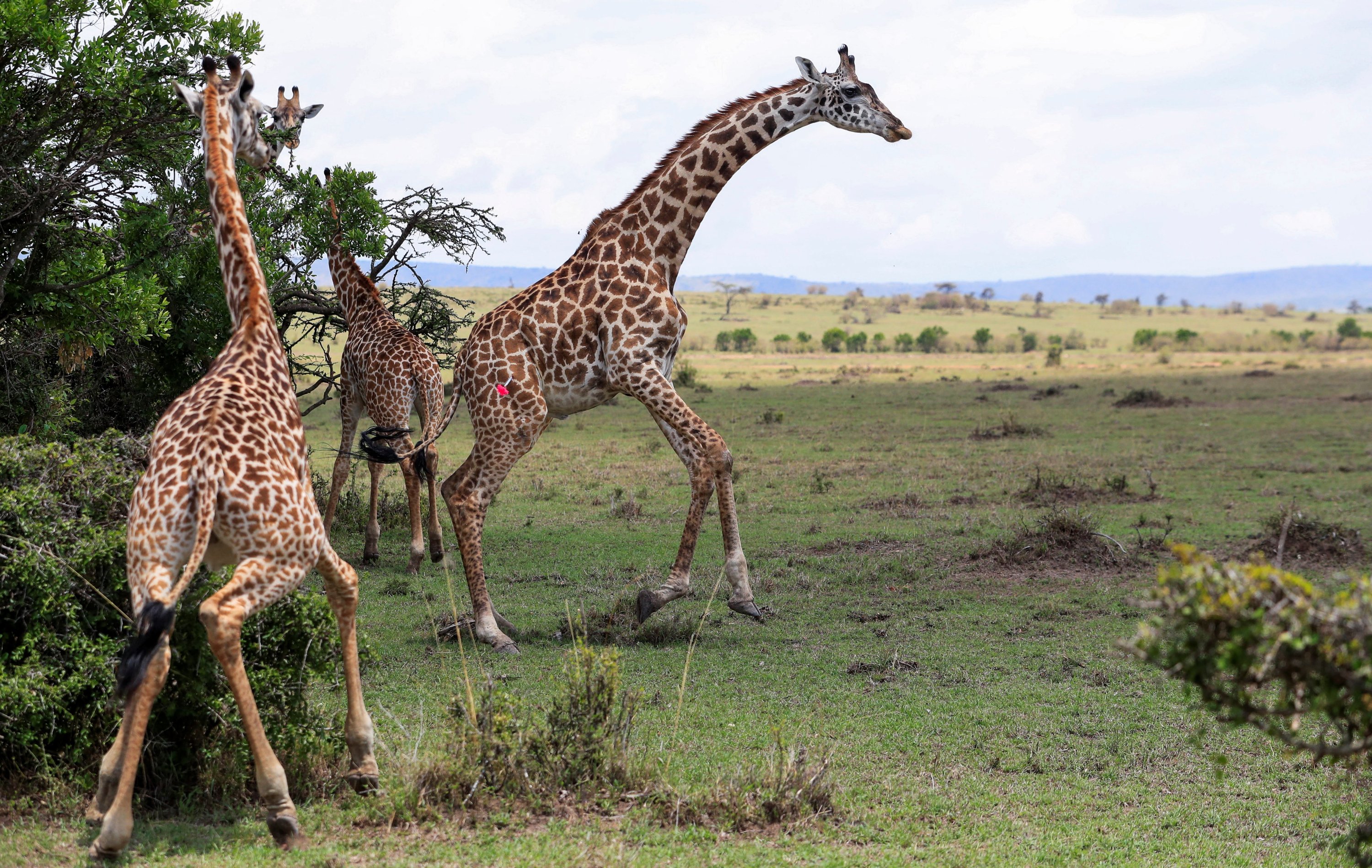Maasai Mara