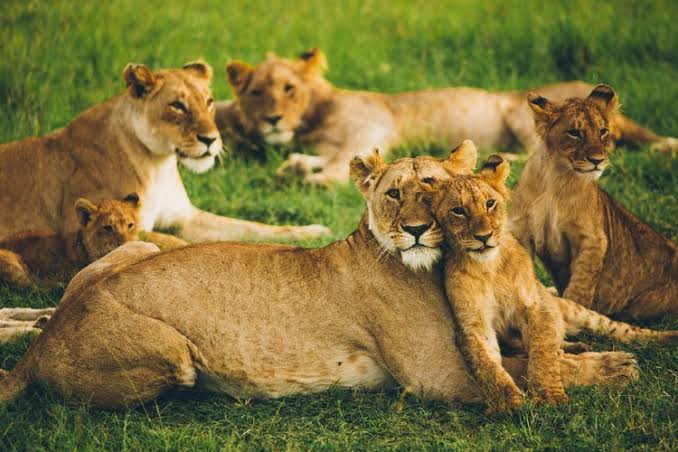 6-Day Loldia House & Maasai Mara Safari with Wylda Safaris