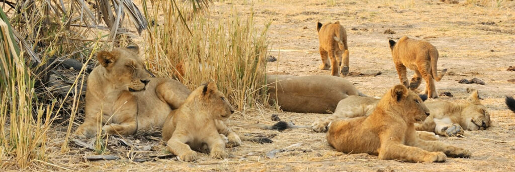 Uganda Kingdoms & Wildlife: A 6-Day Cultural Odyssey with Wylda Safaris