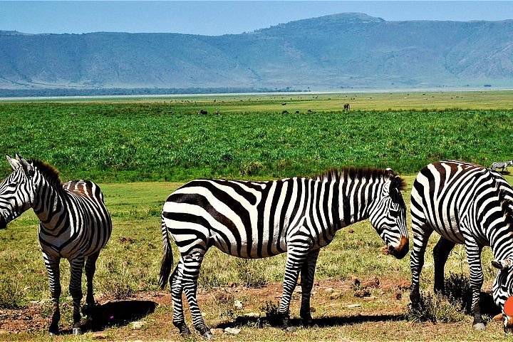 Northern Circuit Classic: An 8-Day Tanzania Grand Safari with Wylda Safaris
