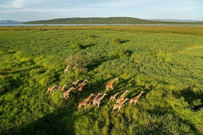 Volcanoes & Akagera: A 6-Day Rwanda Dual-Park Safari with Wylda Safaris