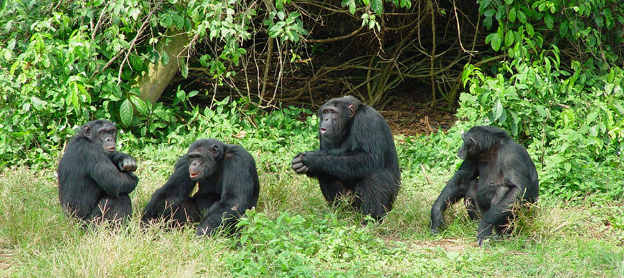 Uganda Primates & Wildlife Odyssey: A 7-Day Journey with Wylda Safaris