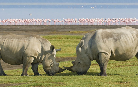 Pink Waters & Rhino Country: A 3-Day Lake Nakuru Safari with Wylda Safaris