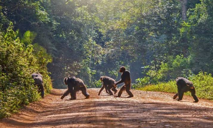 Rwanda People & Primates: A 5-Day Cultural Conservation Journey with Wylda Safaris
