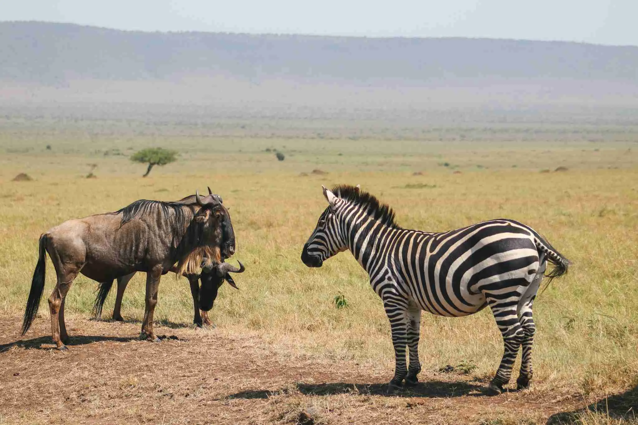 Our Signature Stay at Maasai Mara — A 6-Day Luxury Safari with Wylda Safaris