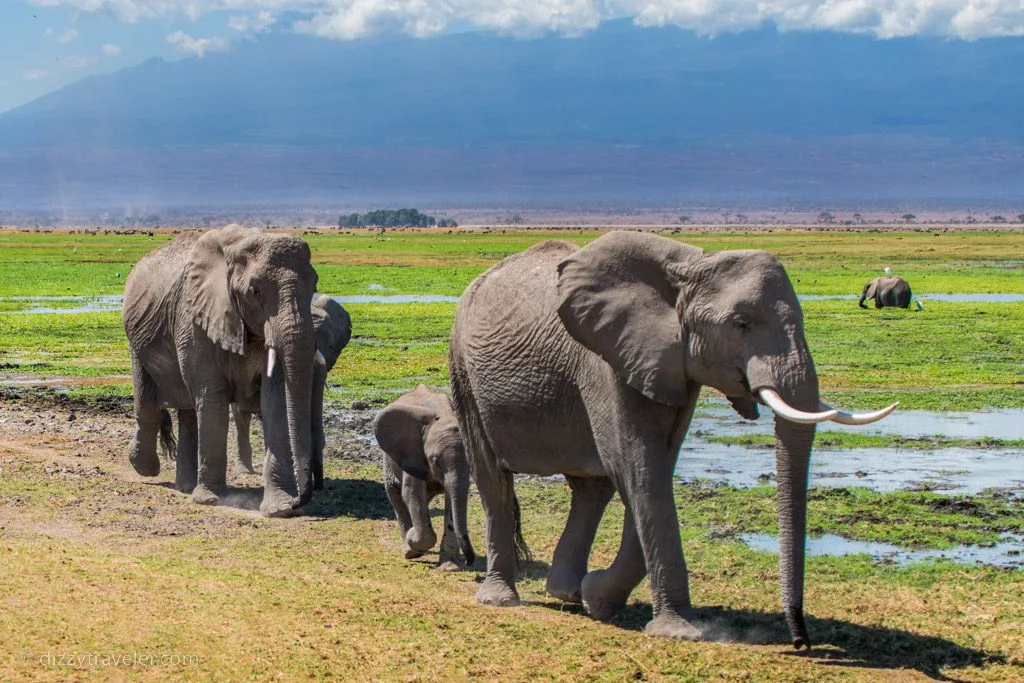 Amboseli