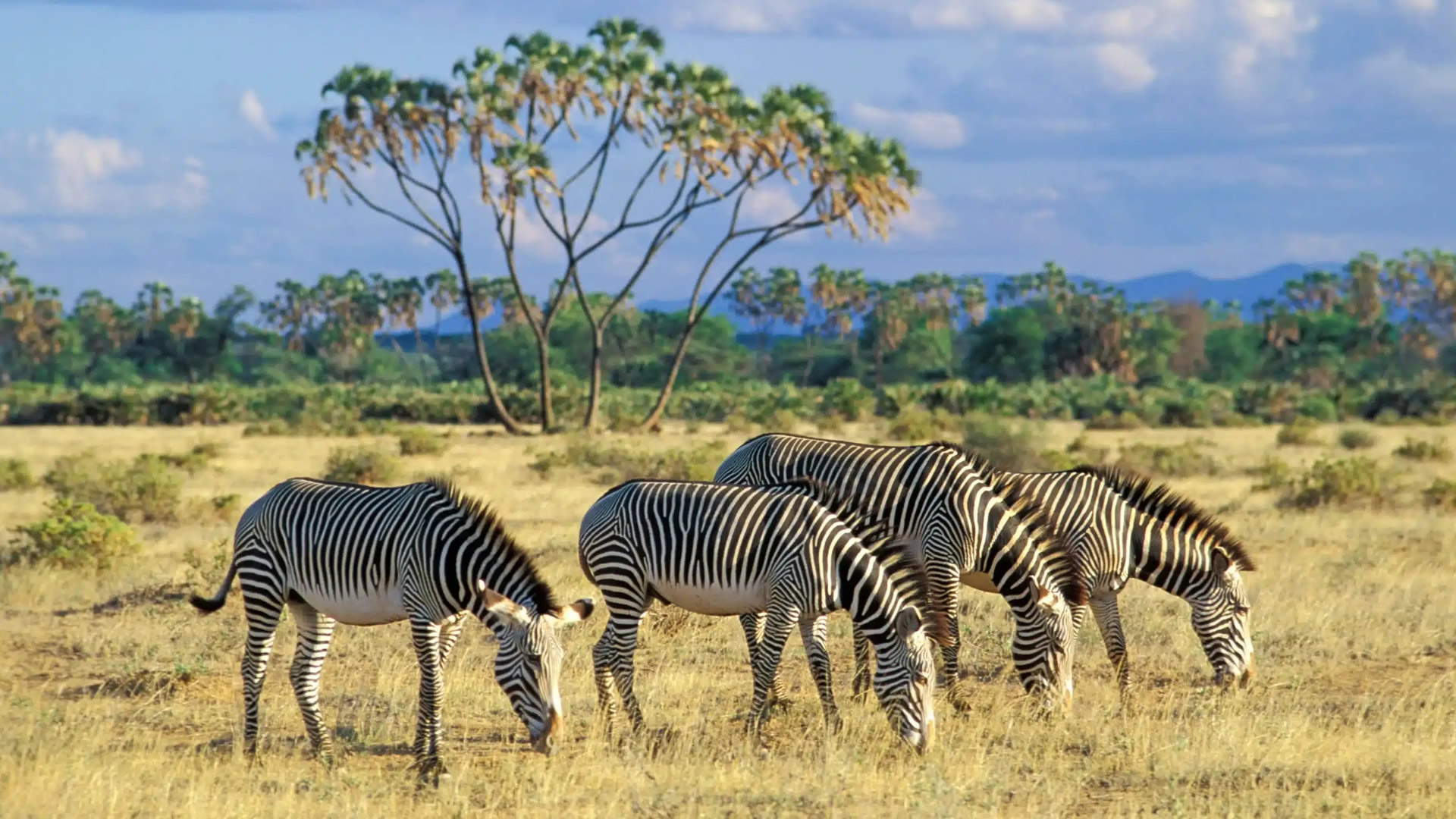 Samburu Special Five Discovery: A 4-Day Northern Frontier Safari with Wylda Safaris